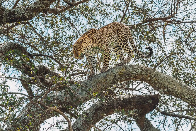 6-DayThe Best of Northern Tanzania Safari - Day 3: A full day on the Serengeti plains