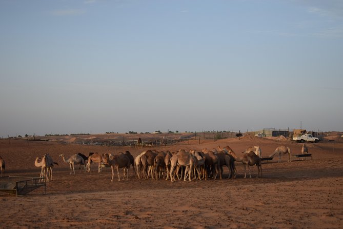 6 Hour Private Evening Desert Safari With BBQ Dinner - The camel farm stop lasts about 15 minutes