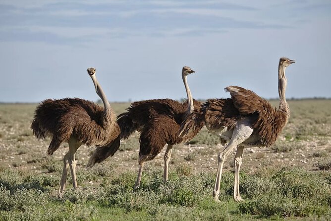 7-Day Garden Route Safari Adventure from Cape Town - Day 1: Cape Town to Wilderness, George, or Mossel Bay