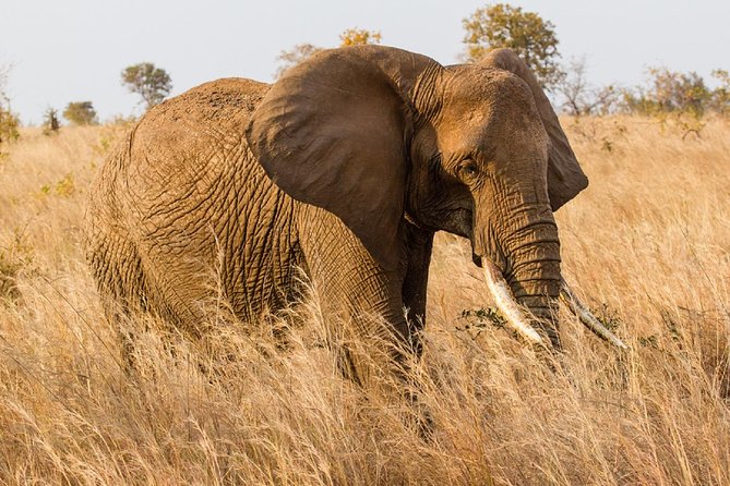 7-Day Great Migration Safari - Days 4 and 5: Two full days in the Serengeti