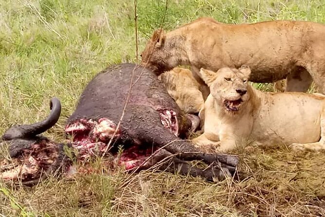7-Day Group Camping Tarangire/Serengeti/Ngorongoro/lake Manyara - Day 6: Wildlife inside Ngorongoro Crater