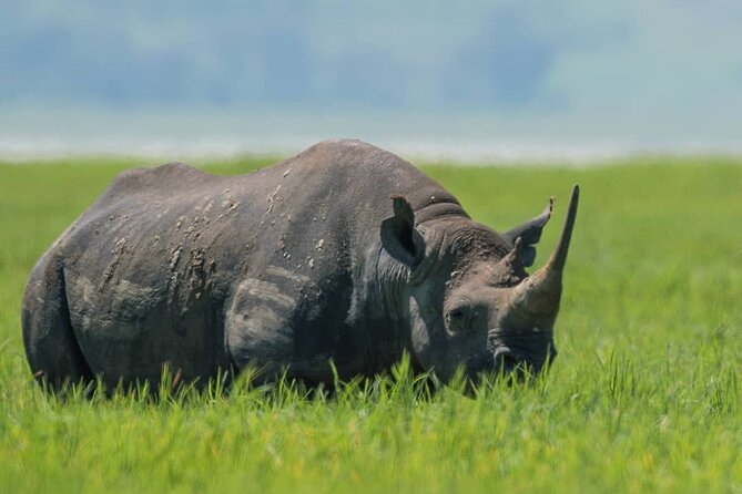 7-Day Group Camping Tarangire/Serengeti/Ngorongoro/lake Manyara - Day 7: Lake Manyara and the return to Arusha