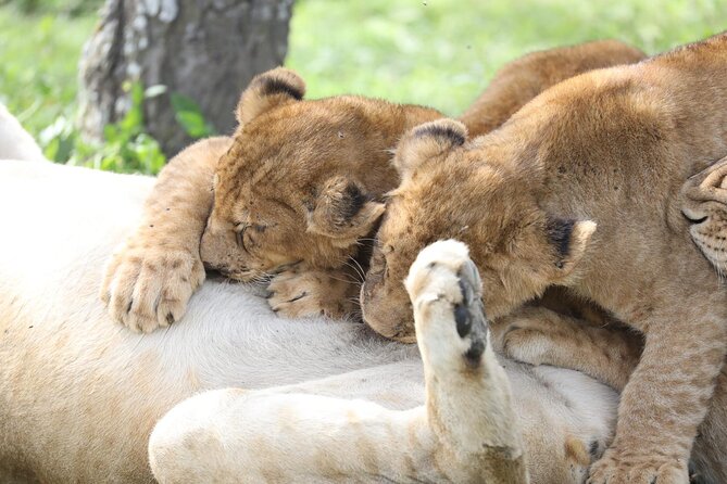 7-Day Group Camping Tarangire/Serengeti/Ngorongoro/lake Manyara - Camping, food, and the safari vehicle