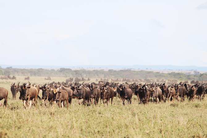 7-Day Premium Luxury Tanzania Safari All-Inclusive - Day five: a full Serengeti game-drive day