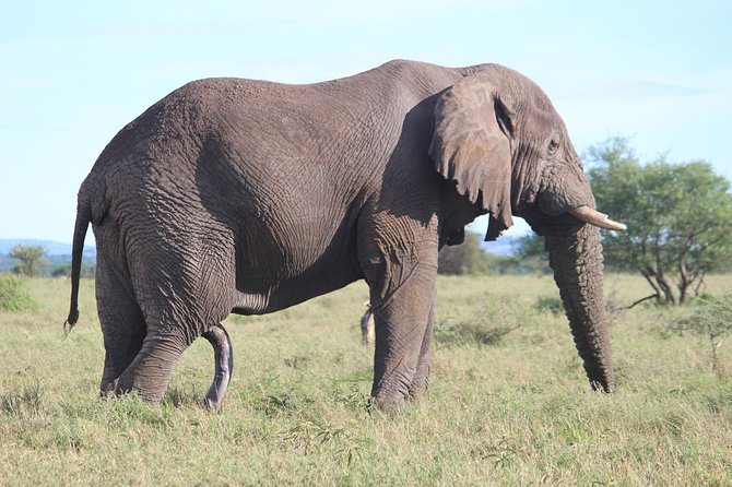 7-Day Premium Luxury Tanzania Safari All-Inclusive - Day seven: the airport transfer