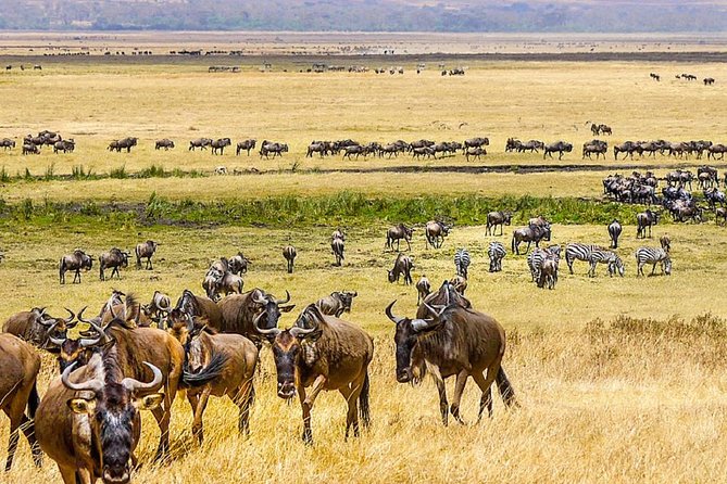 7 days great migration safari - Day 3: A full wildlife day in Northern Serengeti