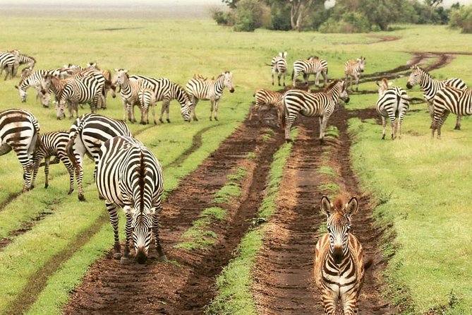 7 days great migration safari - Day 5: From Serengeti wildlife to the Ngorongoro rim