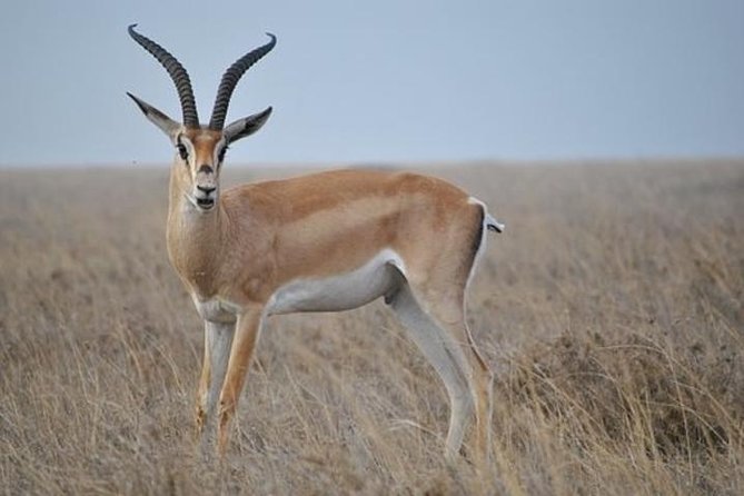 7 Days Tanganyika Wilderness Safari - Day 2: Elephants and open country in Tarangire