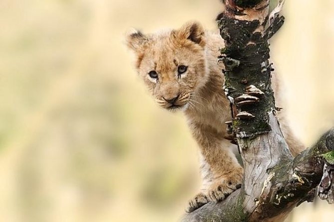 7 Days Tanganyika Wilderness Safari - Day 3: Olduvai Gorge and the road to Serengeti