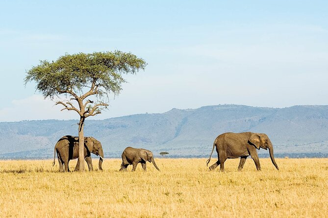 7 Days Tanzania Luxury Safaris - Day 1: Elephants and baobabs in Tarangire
