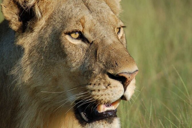 7 Days Tanzania Luxury Safaris - Days 4 and 5: More time where the wildlife is