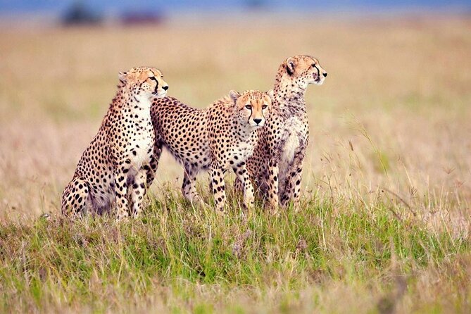 7 Days Tanzania Luxury Safaris - Day 7: A closer look at Mto wa Mbu