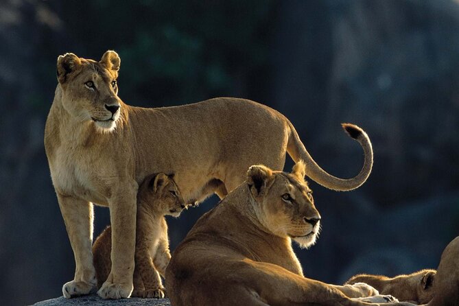 7 Days Tanzania Luxury Safaris - Day 2: Lake Manyara’s forest and tree-climbing lions