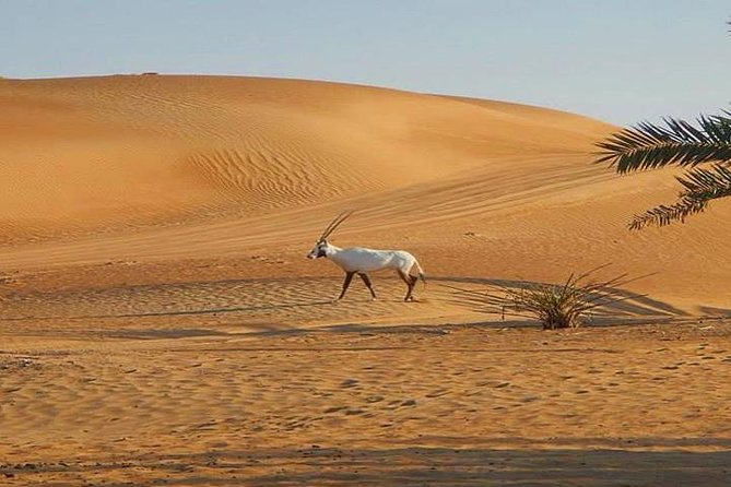 7-hour Small Group 4x4 Desert Safari Tour with Buffet Dinner in Dubai - Practical ways to have a better day
