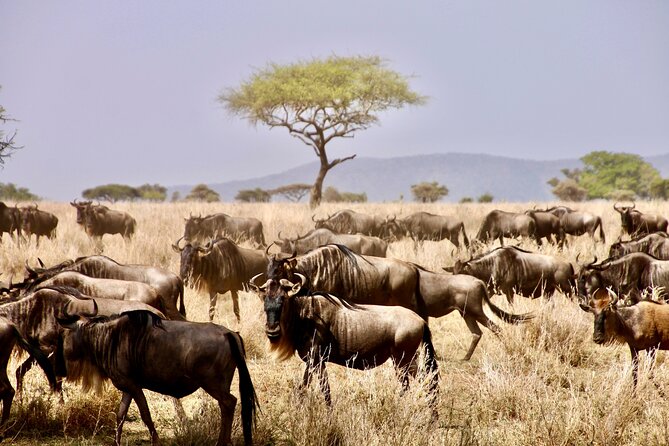 8-Day Essence of Tanzania Safari - Luxury - Day 1: A gentle start in Arusha
