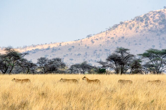 8-Day Essence of Tanzania Safari - Luxury - Day 5: A full day in the Serengeti