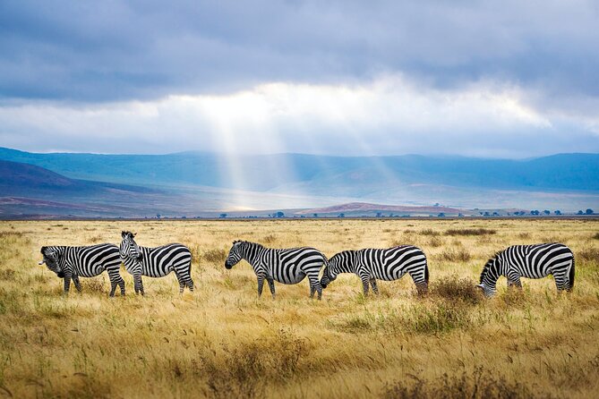 8-Day Essence of Tanzania Safari - Luxury - Day 6: Another Serengeti drive, then Maasai culture
