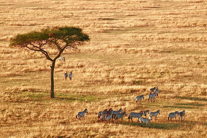 8-Day Essence of Tanzania Safari - Luxury - Day 7: Ngorongoro Crater and the road to Lake Eyasi