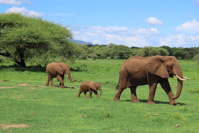 8-Day Essence of Tanzania Safari - Luxury - Day 2: Elephants and quiet roads in Tarangire