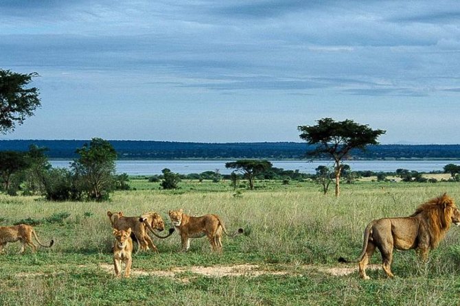 8-Day Murchison Falls, Chimp and Epic Gorilla Trekking Safari - Day 2: Savannah wildlife and the base of the falls