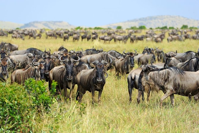 8 Day Spectacular Migration Serengeti mid -Range Tanzania Safari - Why the eight-day route makes sense