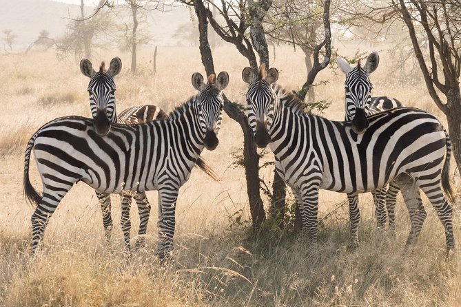 8 Day Spectacular Migration Serengeti mid -Range Tanzania Safari - Days 3 and 4: From Ngorongoro highlands to the Serengeti