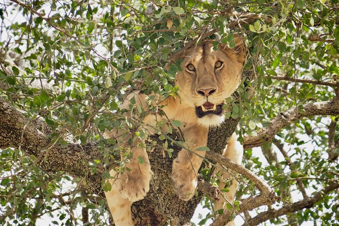 8 Day Spectacular Migration Serengeti mid -Range Tanzania Safari - Day 7: Ngorongoro Crater from the rim to the floor