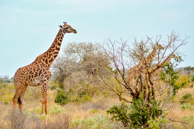 8 Day Spectacular Migration Serengeti mid -Range Tanzania Safari - What the private format adds