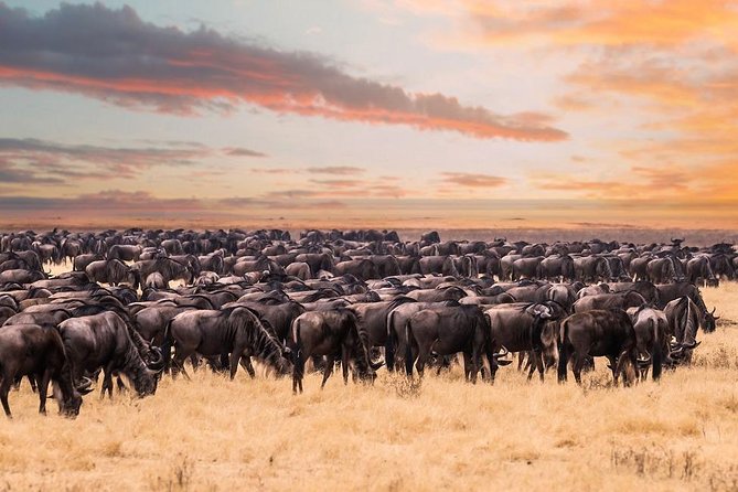 8 Day Spectacular Migration Serengeti mid -Range Tanzania Safari - Day 1: A calm start in Arusha