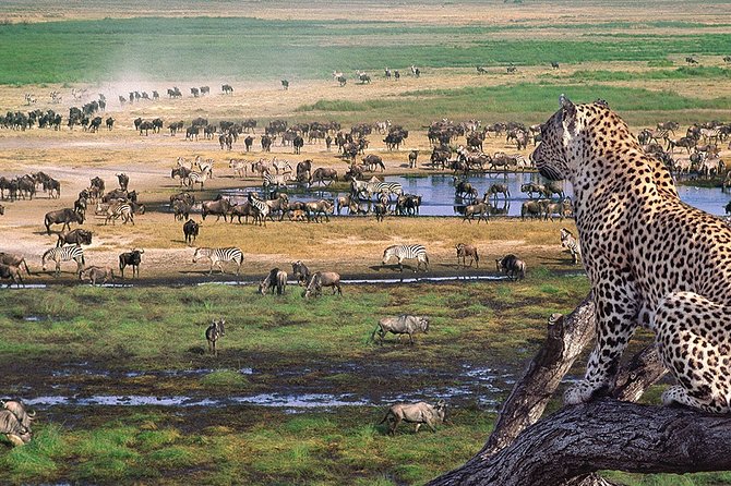8 Days 7 Nights Tanzania Wildlife & Culture Lodge Safari - Day 2: Tarangire and the pull of permanent water
