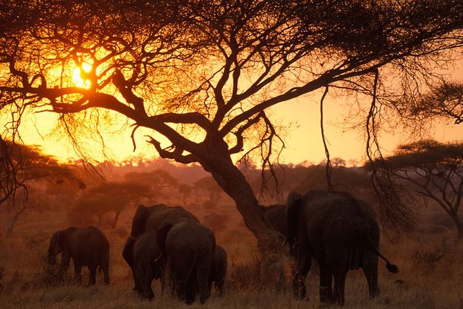 8 Days 7 Nights Tanzania Wildlife & Culture Lodge Safari - Day 5: One more Serengeti drive, then the crater rim