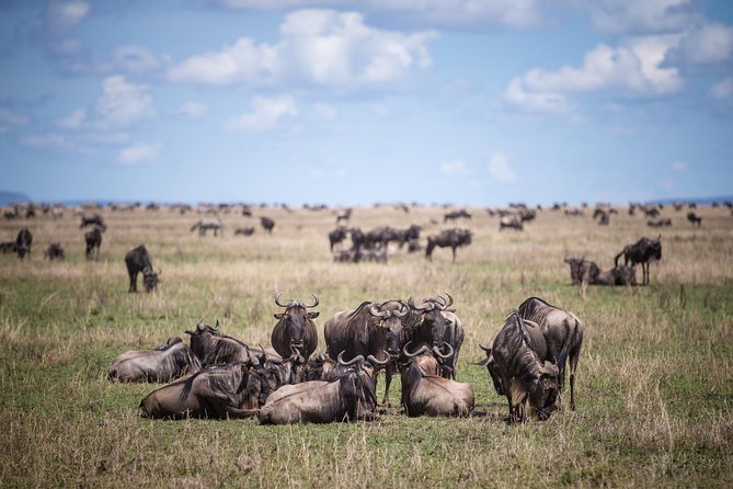 8 Days Great Wildebeest Calving Migration Safari from Arusha - Day 1: A straightforward arrival at Mount Meru Hotel