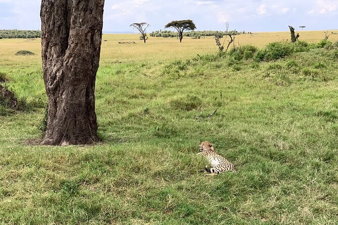 8 Days Great Wildebeest Calving Migration Safari from Arusha - Day 4: Reaching Ndutu and the southern Serengeti