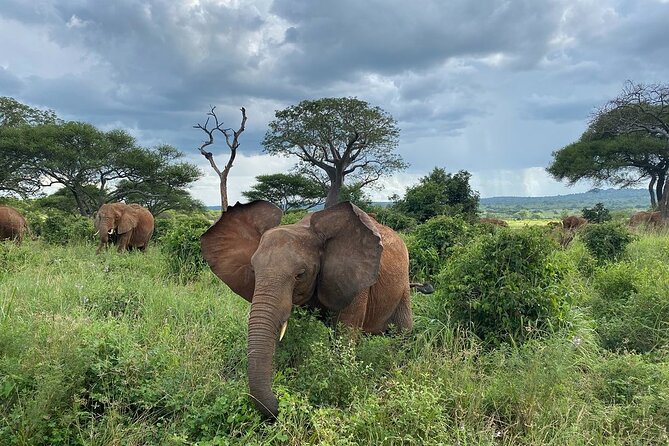 8 Days Great Wildebeest Calving Migration Safari from Arusha - Day 6: Tracking the migration in central Serengeti