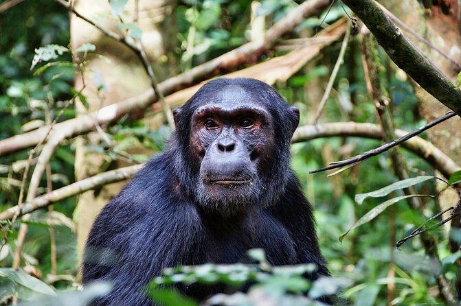 8 Days Safari to Mikumi, Ruaha & Udzungwa Mountains - What makes this southern Tanzania safari worth considering