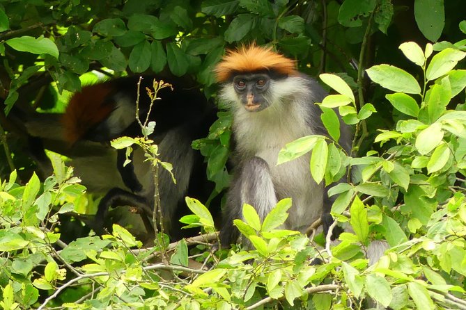 8 Days Safari to Mikumi, Ruaha & Udzungwa Mountains - Isimila adds a human story to the route