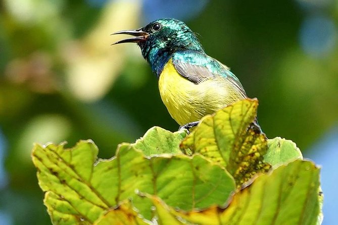 8 Days Safari to Mikumi, Ruaha & Udzungwa Mountains - Sanje Waterfalls is the active highlight