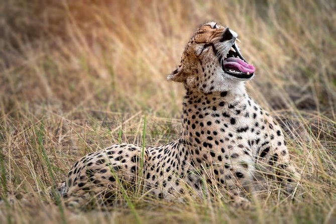 9-Day Serengeti Migration Footsteps Tanzania Safari - Why four Serengeti nights make a difference