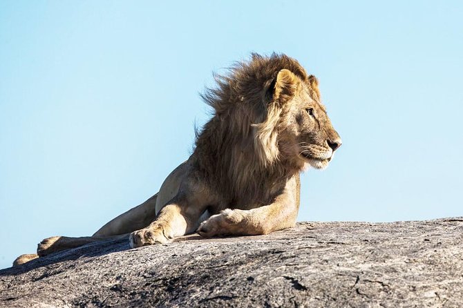 9-Day Serengeti Migration Footsteps Tanzania Safari - Day 3: Through Ngorongoro toward the Serengeti