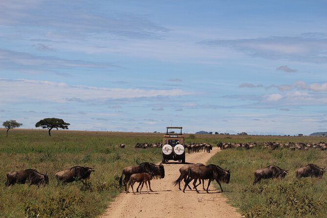 9-Day Serengeti Migration Footsteps Tanzania Safari - Day 8: Ngorongoro Crater’s compact wildlife world