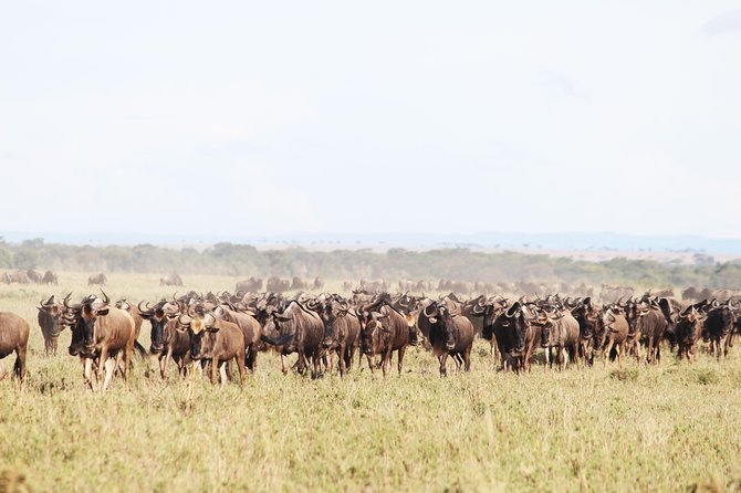 9-Day Serengeti Migration Footsteps Tanzania Safari - Day 2: Tarangire’s elephants and baobabs