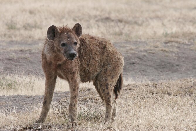 9-Day Ultimate Tanzania Honeymoon Safari Luxury Package - What this honeymoon does especially well