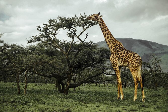 9-Day Ultimate Tanzania Honeymoon Safari Luxury Package - Day 7: A 5:00 a.m. balloon flight over the Serengeti