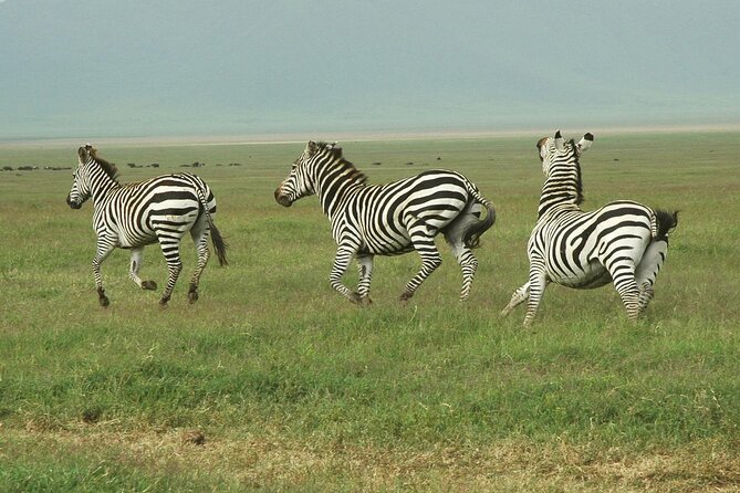9-Day Ultimate Tanzania Honeymoon Safari Luxury Package - Day 1: A soft landing in Arusha
