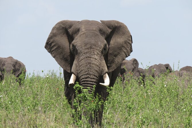 9 Days Safari To See Great Migration Crossing - Following the migration across northern Tanzania