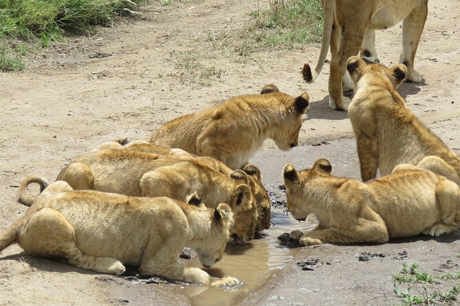 9 Days Safari To See Great Migration Crossing - Day 3: Lake Manyara’s forest, hot spring, and flamingos