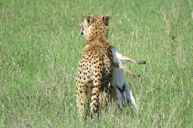 9 Days Safari To See Great Migration Crossing - Day 4: Across the Ngorongoro Conservation Area to Serengeti