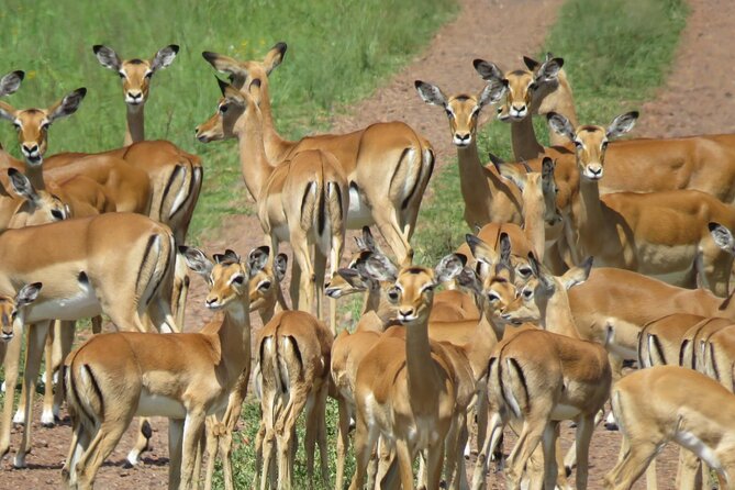 9 Days Safari To See Great Migration Crossing - Day 5: A full Serengeti day with time to search