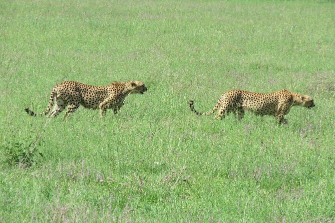 9 Days Safari To See Great Migration Crossing - Day 6: Moving toward the Lobo area