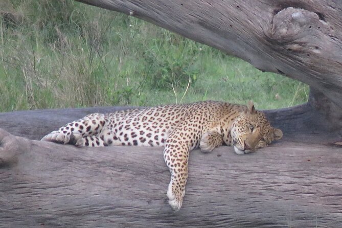 9 Days Safari To See Great Migration Crossing - Day 7: The dedicated migration-following day